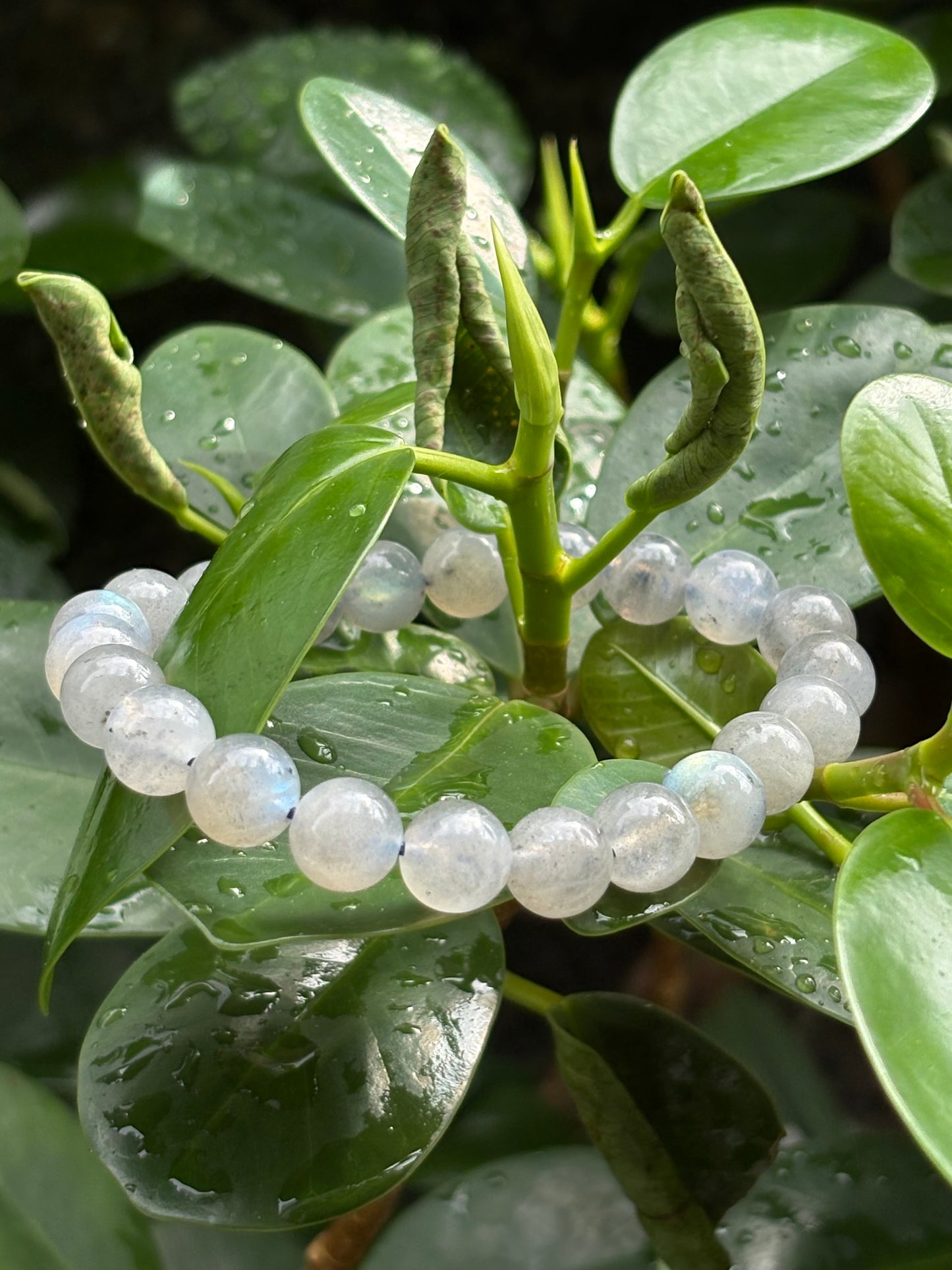 LABRADORITE BRACELET
