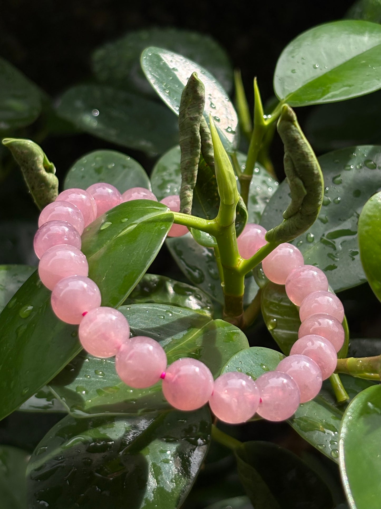 PURPLE ROSE QUARTZ BRACELET FROM BRAZIL